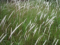 つばな(茅の花)